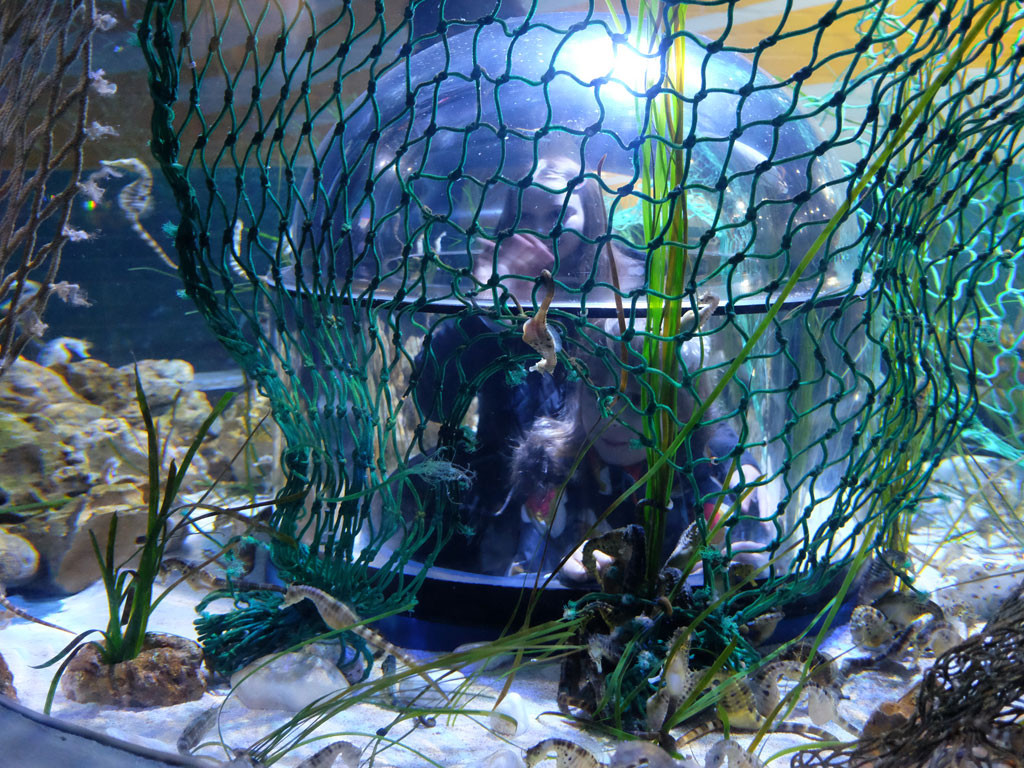 Huge flat fish - Picture of Bristol Aquarium - Tripadvisor