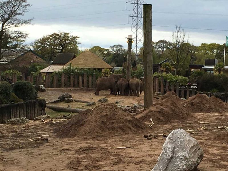 Chester Zoo Review – You need to visit | Family Travel Blog