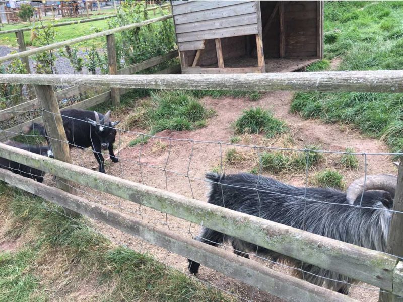 Review of Cantref Adventure Farm Brecon – You need to visit | Family ...