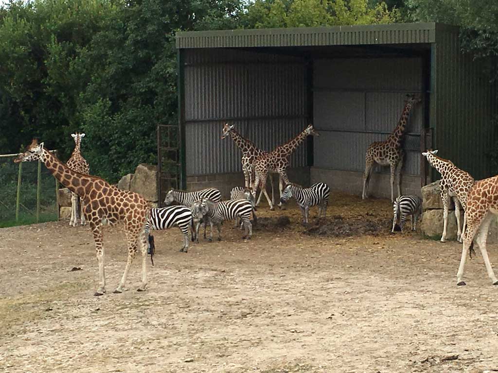 longleat safari park carers