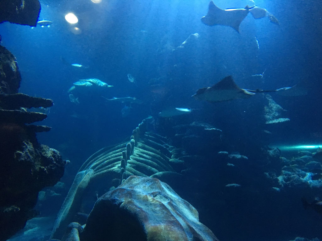 sea-life-london-aquarium-review-you-need-to-visit-family-travel-blog