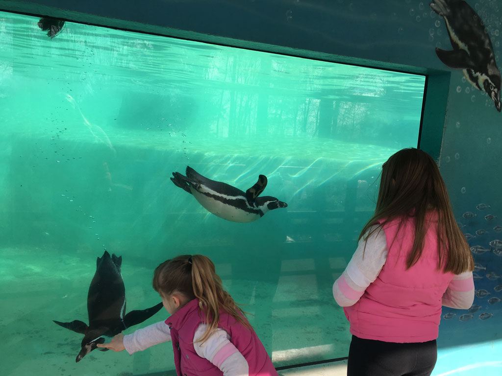 Folly Farm Adventure Park and Zoo Review – You need to visit | Family ...