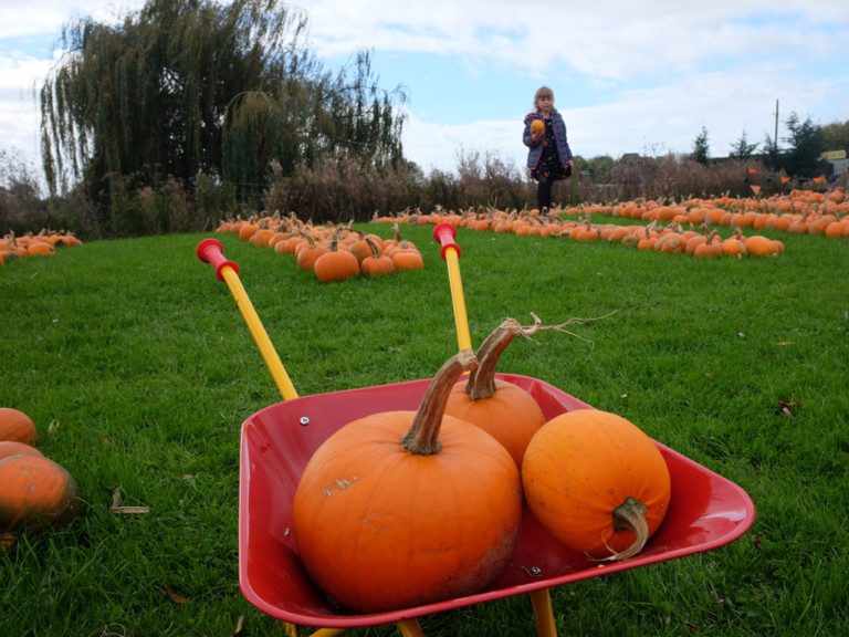 Best Places In The Uk To Pick Your Own Pumpkin This Halloween 2024 