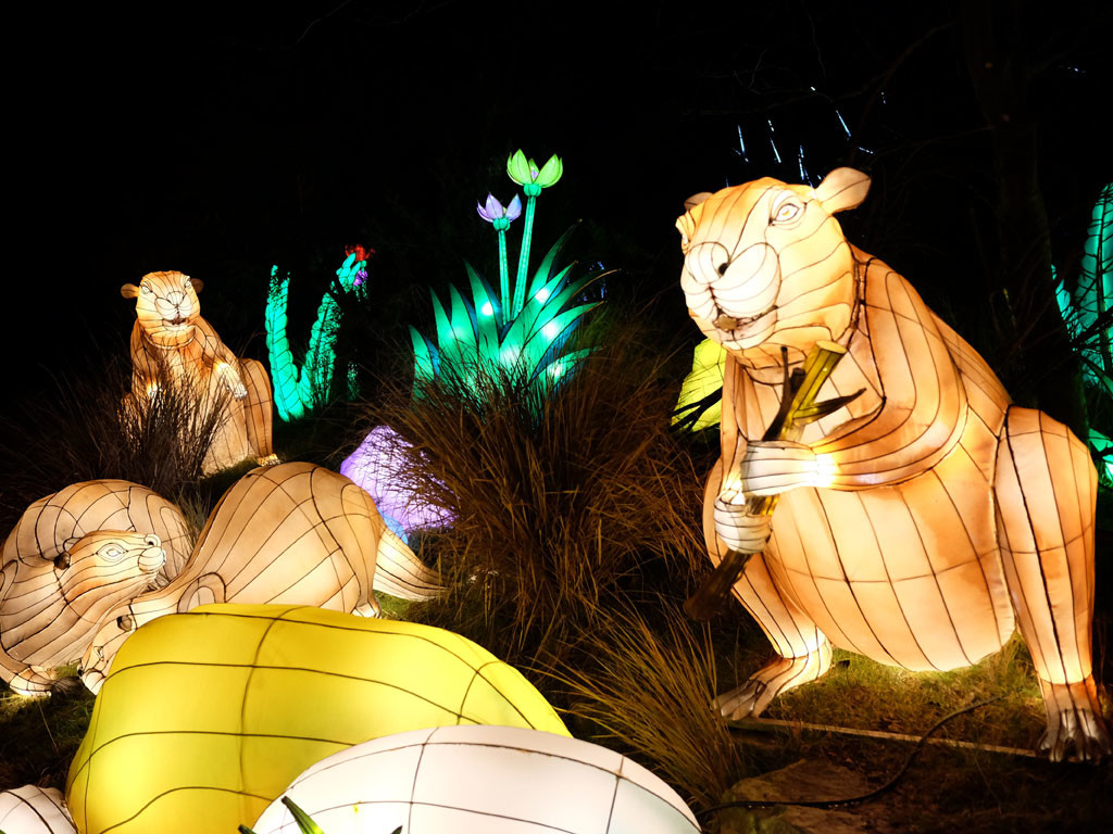 Giant Lanterns of China at Edinburgh Zoo – You need to visit | Family ...